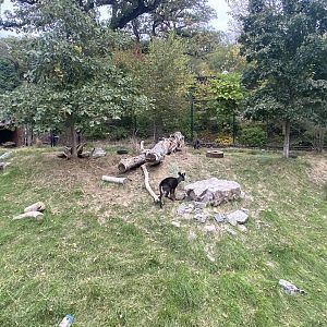 Asian Highlands - Western Tufted Deer Exhibit