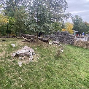 Asian Highlands - Western Tufted Deer Exhibit