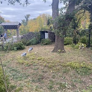Asian Highlands - White-Naped Crane Exhibit
