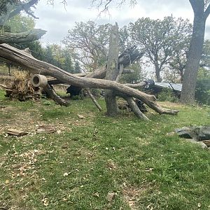 Asian Highlands - Sloth Bear Exhibit