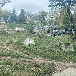 Asian Highlands - Amur Tiger Exhibit
