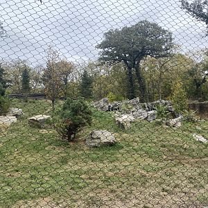 Asian Highlands - Amur Tiger Exhibit