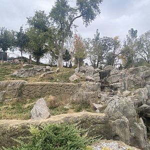 Asian Highlands - Sichuan Takin/Chinese Goral Exhibit