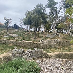 Asian Highlands - Sichuan Takin/Chinese Goral Exhibit