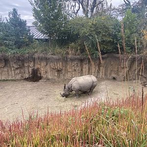 Asian Highlands - Indian Rhinoceros Exhibit