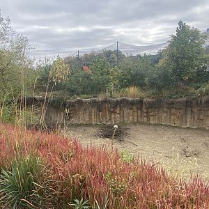 Asian Highlands - Indian Rhinoceros Exhibit