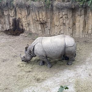 Indian Rhinoceros