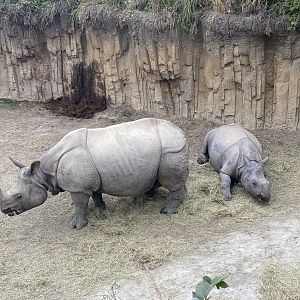 Indian Rhinos