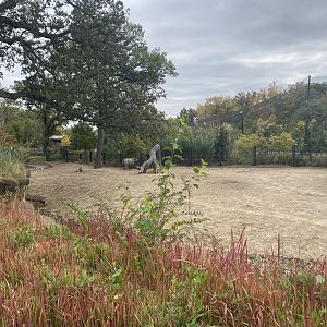 Asian Highlands - Indian Rhinoceros/Père David’s Deer Exhibit