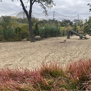 Asian Highlands - Indian Rhinoceros/Père David’s Deer Exhibit