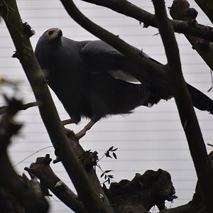 African harrier hawk
