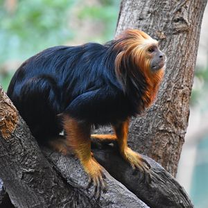Golden-headed lion tamarin