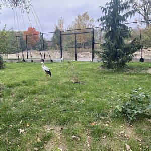 Simmon’s Aviary - White Storks