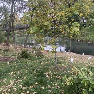 Simmon’s Aviary - Cattle Egrets