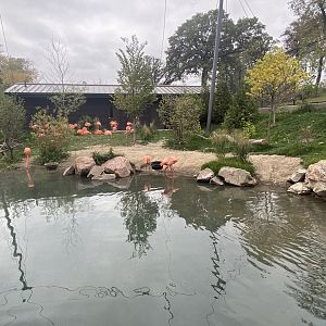 Simmon’s Aviary - American Flamingo