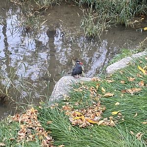 Simmon’s Aviary - Inca Turn