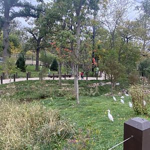 Simmon’s Aviary - Cattle Egrets