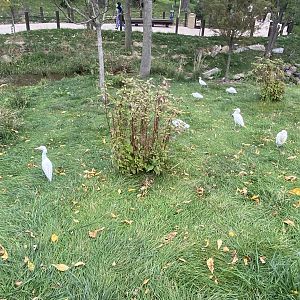 Simmon’s Aviary - Cattle Egrets