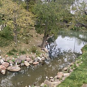 Simmon’s Aviary - Scarlet Ibis, Cattle Egret