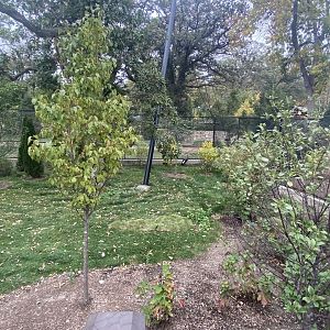 Simmon’s Aviary - Black-Crowned Crane