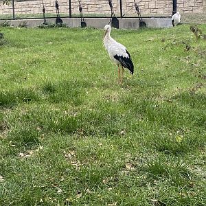 Simmon’s Aviary - White Stork