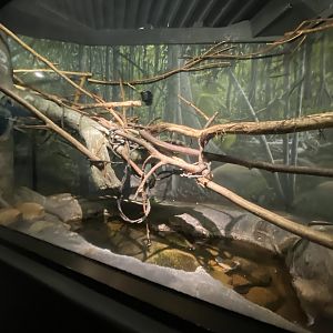 Expedition Madagascar - Mongoose Lemur Exhibit