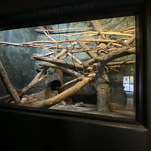 Expedition Madagascar - Mongoose Lemur Exhibit