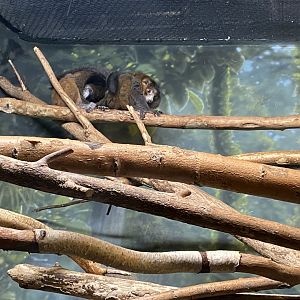 Mongoose Lemurs