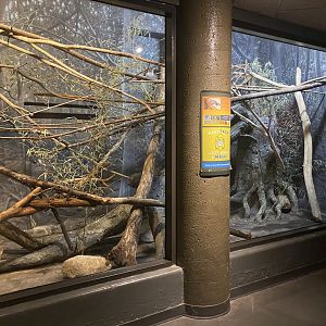 Expedition Madagascar - Northern Crested Coua