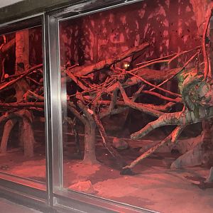 Expedition Madagascar - Aye-Aye/Straw-Colored Fruit Bat Exhibit