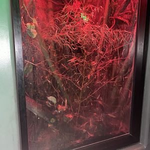 Expedition Madagascar - Henkel’s Leaf-Tailed Gecko Terrarium