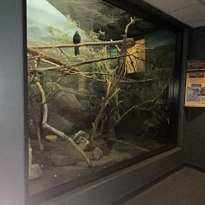 Expedition Madagascar - Lesser Vasa Parrot Exhibit
