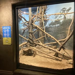 Expedition Madagascar - Ring-tailed Lemur/Common Brown Lemur/Mongoose Lemur/Radiated Tortoise Exhibit