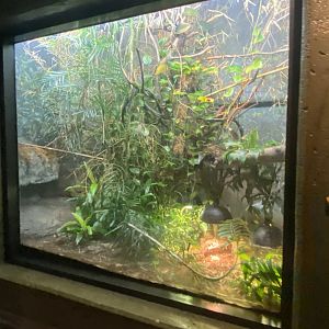 Expedition Madagascar - Giant-Tailed Gecko/Spiny-Tailed Iguana/Plated Lizard/Flat-Tailed Lizard Exhibit