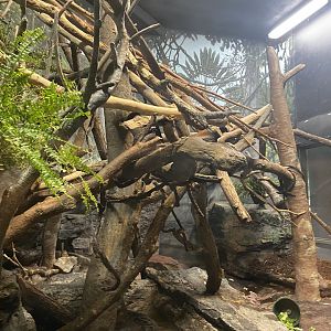 Expedition Madagascar - Red Ruffed Lemur/Common Brown Lemur Exhibit