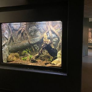 Expedition Madagascar - Malagasy Ciclid Tank