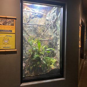 Expedition Madagascar - Madagascan Spiny-Tailed Iguana Exhibit