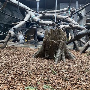 Hubbard Gorilla Valley - Indoor Western Lowland Gorilla Indoor Exhibit