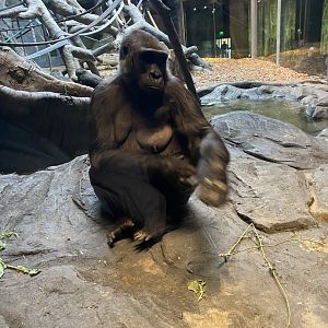 Western Lowland Gorilla