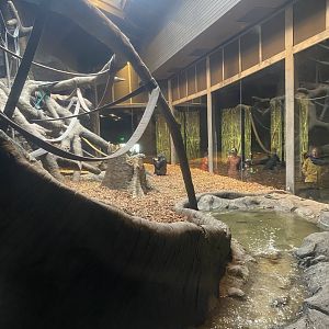 Hubbard Gorilla Valley - Indoor Western Lowland Gorilla Exhibit