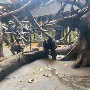 Hubbard Gorilla Valley - Indoor Western Lowland Gorilla Exhibit