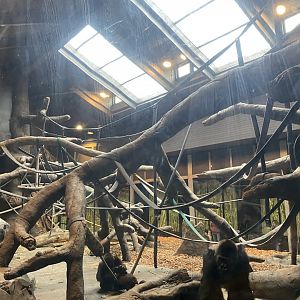 Hubbard Gorilla Valley - Indoor Western Lowland Gorilla Exhibit