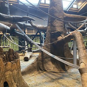 Hubbard Gorilla Valley - Indoor Western Lowland Gorilla Exhibit