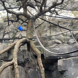 Hubbard Gorilla Valley - Blue Monkey/Angolan Colobus/Sulawesi Crested Macaque Exhibit