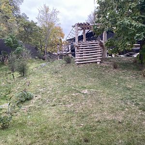 Hubbard Gorilla Valley - Western Lowland Gorilla Exhibit #1
