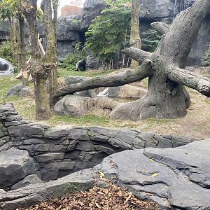 Hubbard Gorilla Valley - Western Lowland Gorilla Exhibit #2