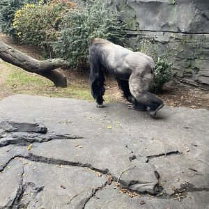 Western Lowland Gorilla