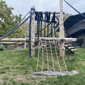 Hubbard Gorilla Valley - Western Lowland Gorilla Exhibit #1