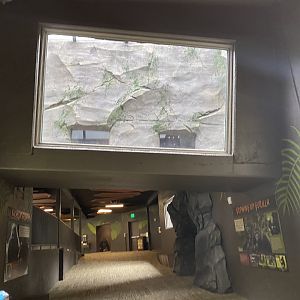 Hubbard Gorilla Valley - Overhead Transfer Chute