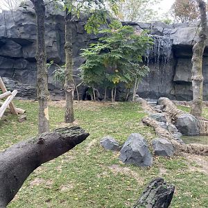 Hubbard Gorilla Valley - Western Lowland Gorilla Exhibit #2